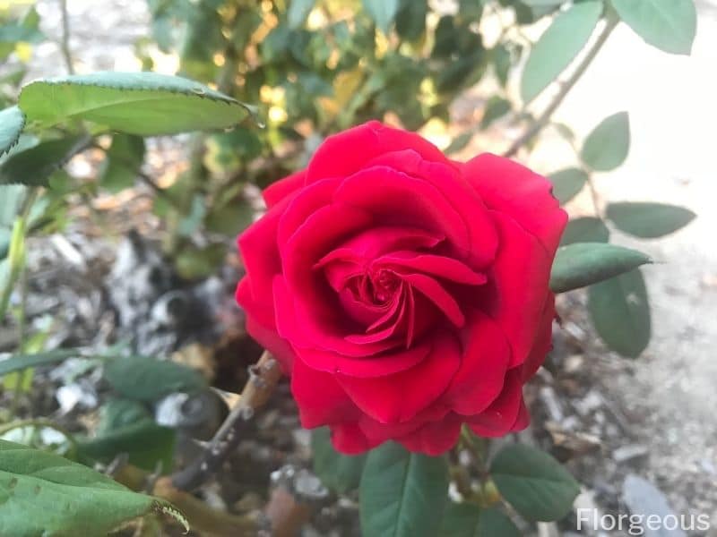 red rose flower