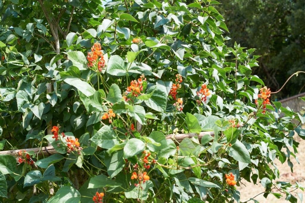 scarlet runner beans