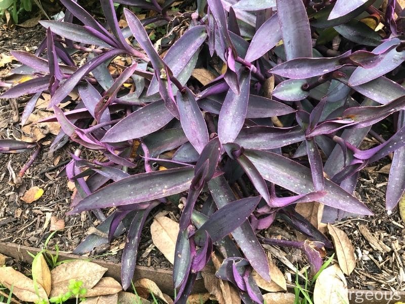 tradescantia pallida