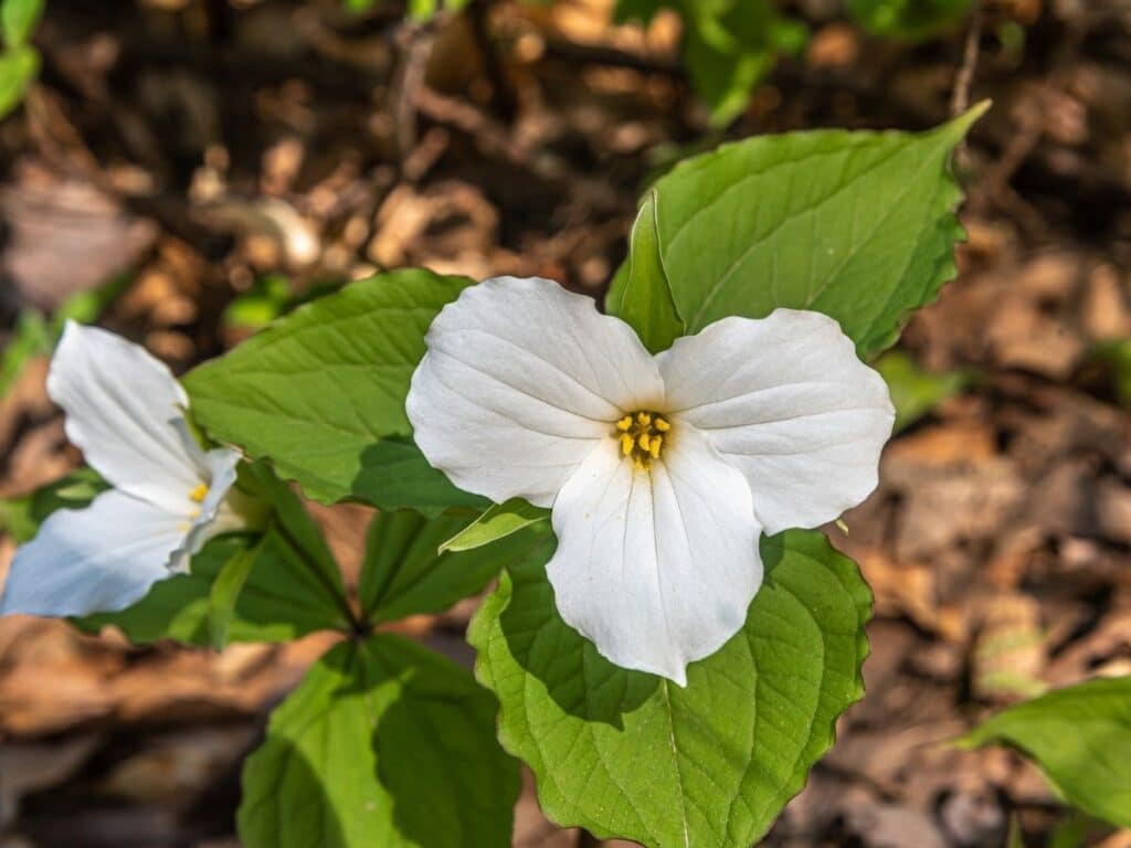 are trillium plants safe for use around dogs