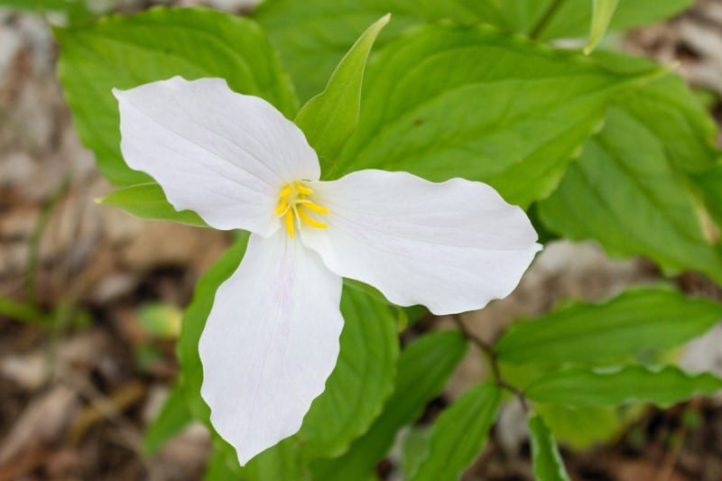 trillium plant