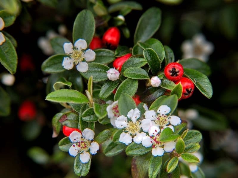 white cotoneaster