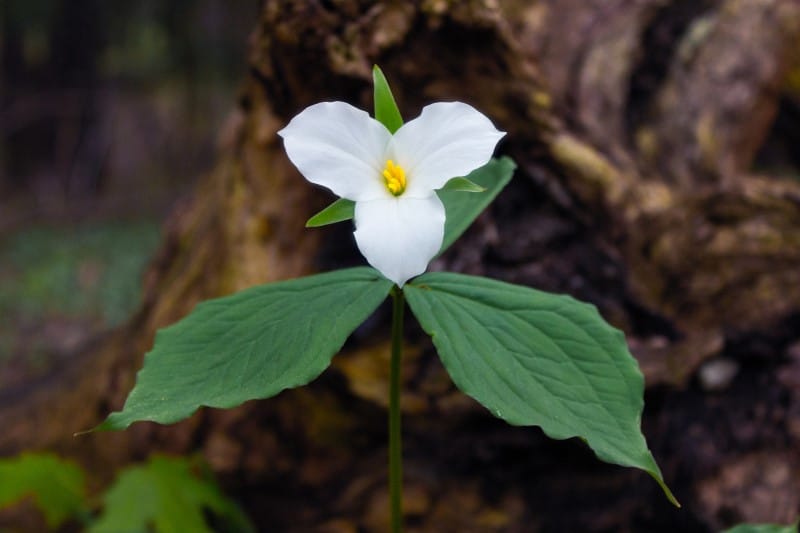 white trillium flower