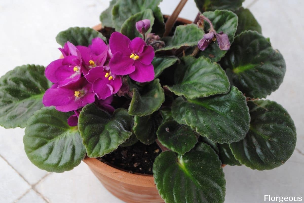 choosing the right soil for your african violet plant what you need to know