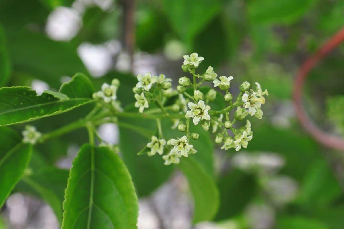 American Bittersweet Vine Celastrus Scandens Grow And Care Tips Florgeous