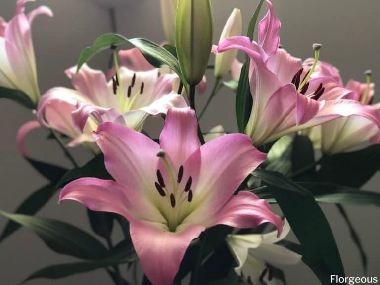 7 Large Flowers To Grow in Your Garden