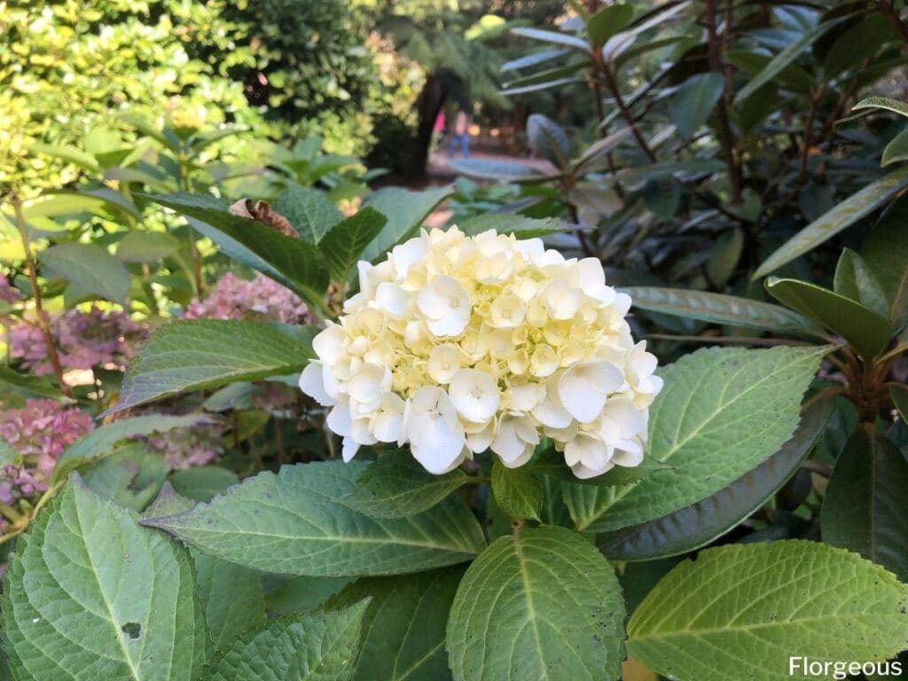 bigleaf hydrangea