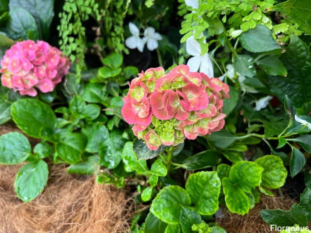 bigleaf hydrangea bloom