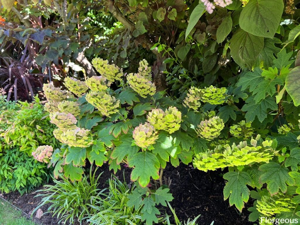 blooming oakleaf hydrangea