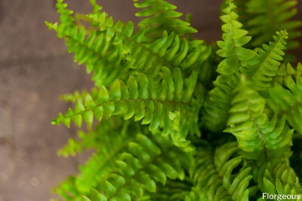 boston fern