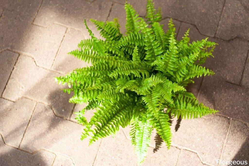 boston fern plant