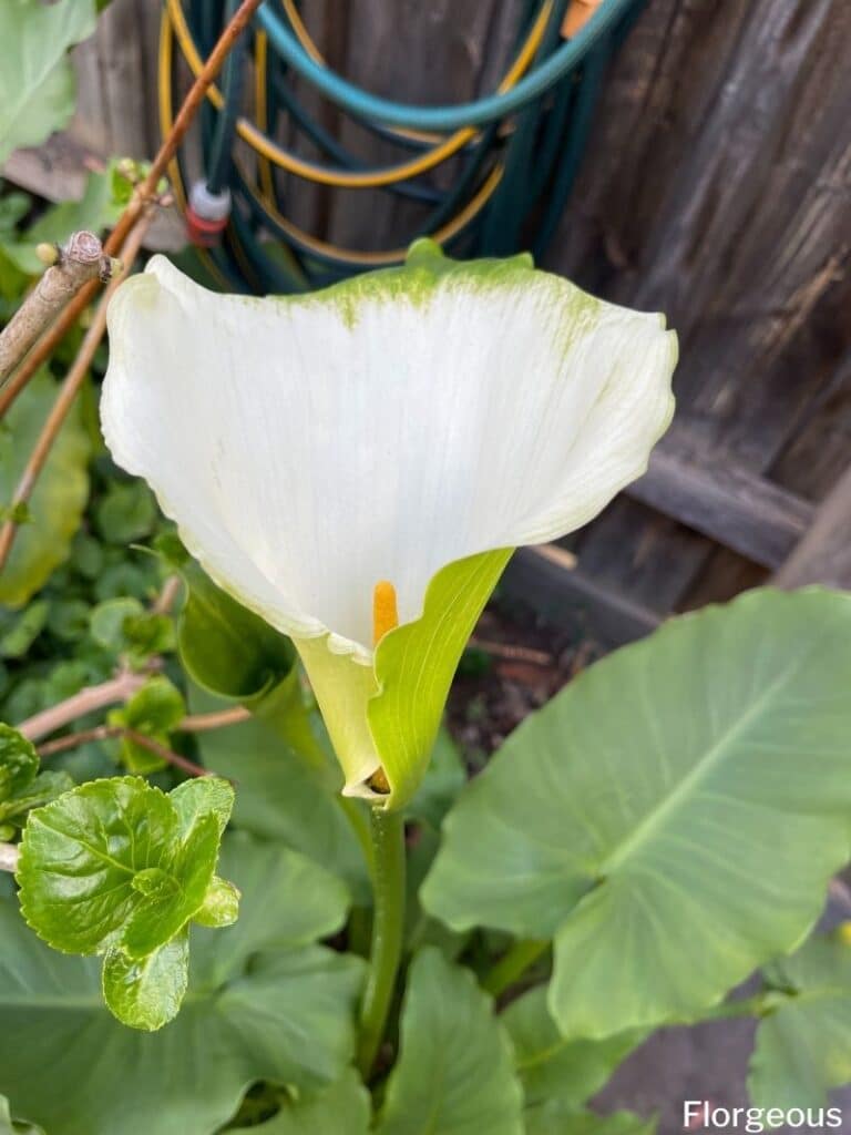 calla lily flower