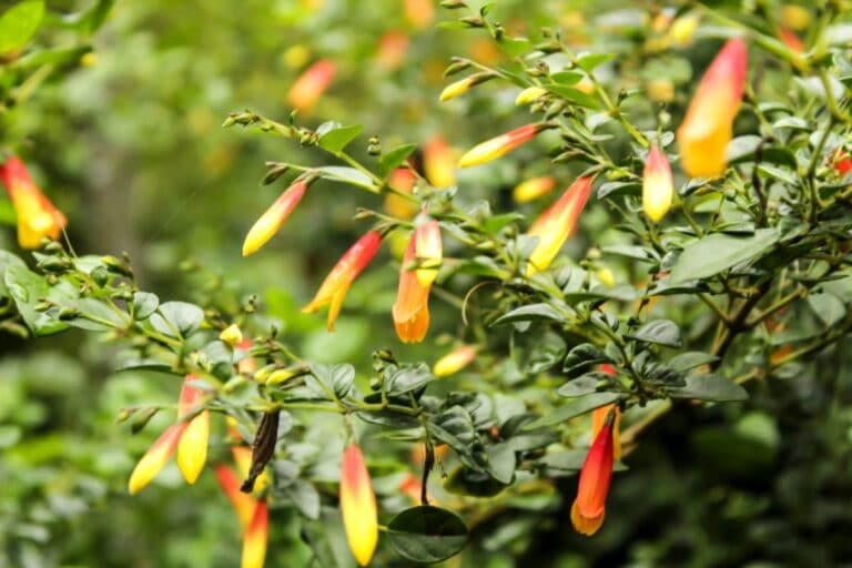 How To Grow and Care for Candy Corn Plant