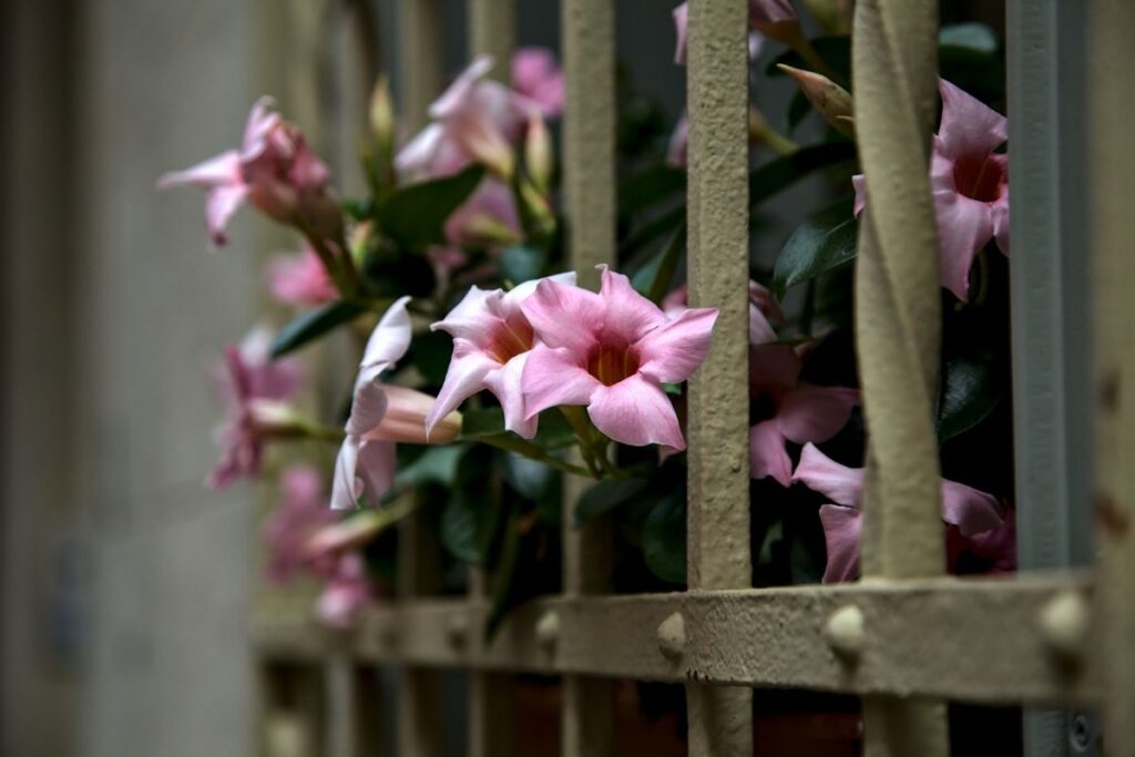 dipladenia bush