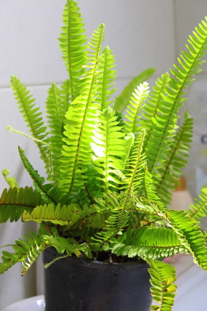 fern plant