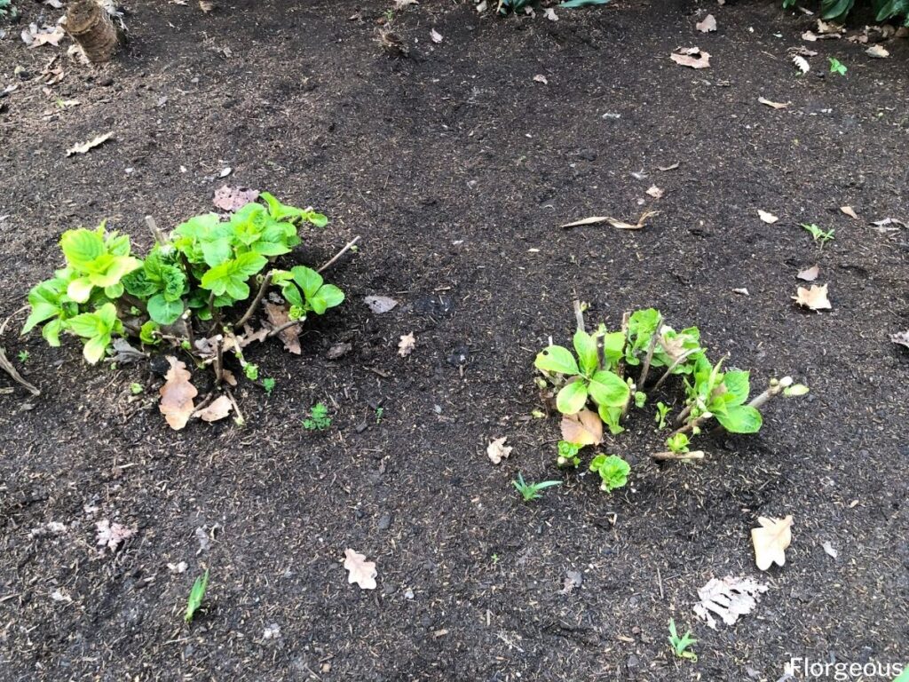 growing hydrangea seeds