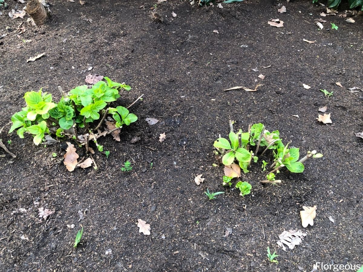 Growing Hydrangeas From Seeds 5 Easy Steps You Must Know Florgeous growing-hydrangeas-from-seeds-5-easy-steps-you-must-know-florgeous