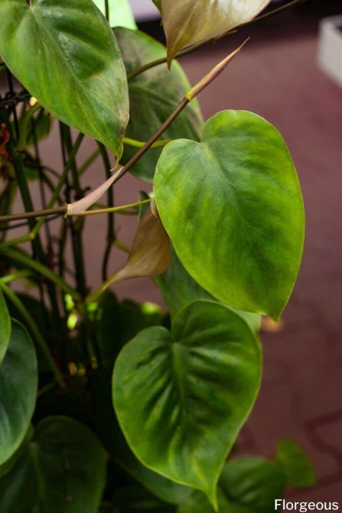 heartleaf philodendron