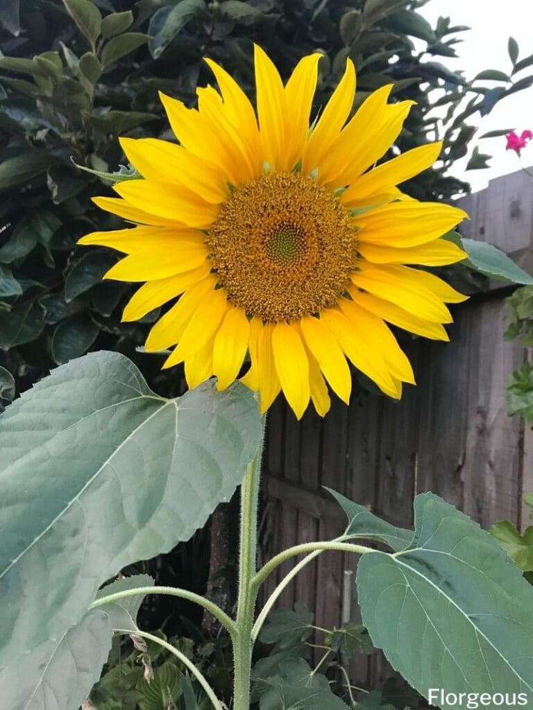 helianthus