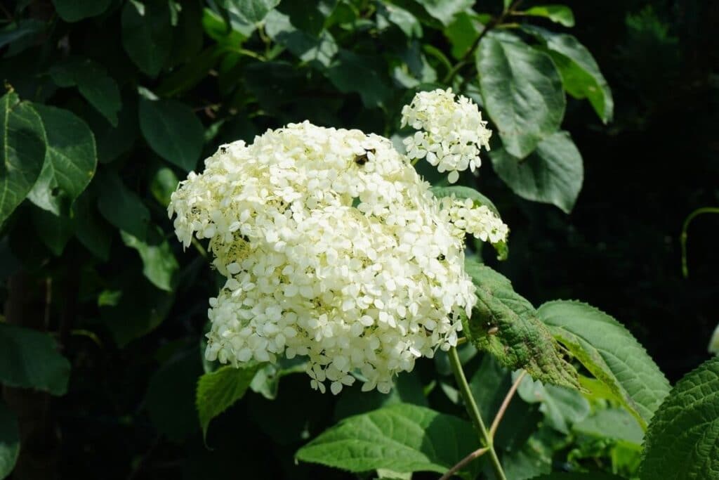 hydrangea arborescens