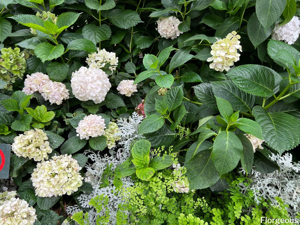 Image of Liriope companion plant for twist and shout hydrangea
