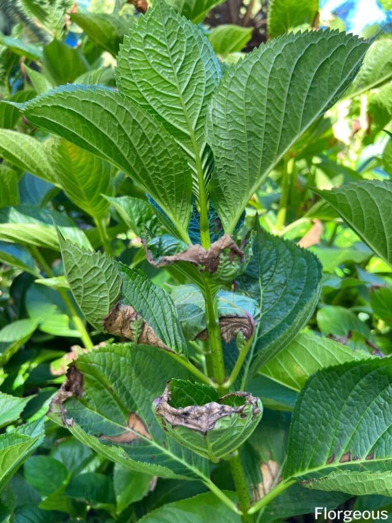 hydrangea leaves brown edges