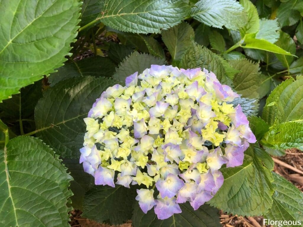 hydrangea macrophylla