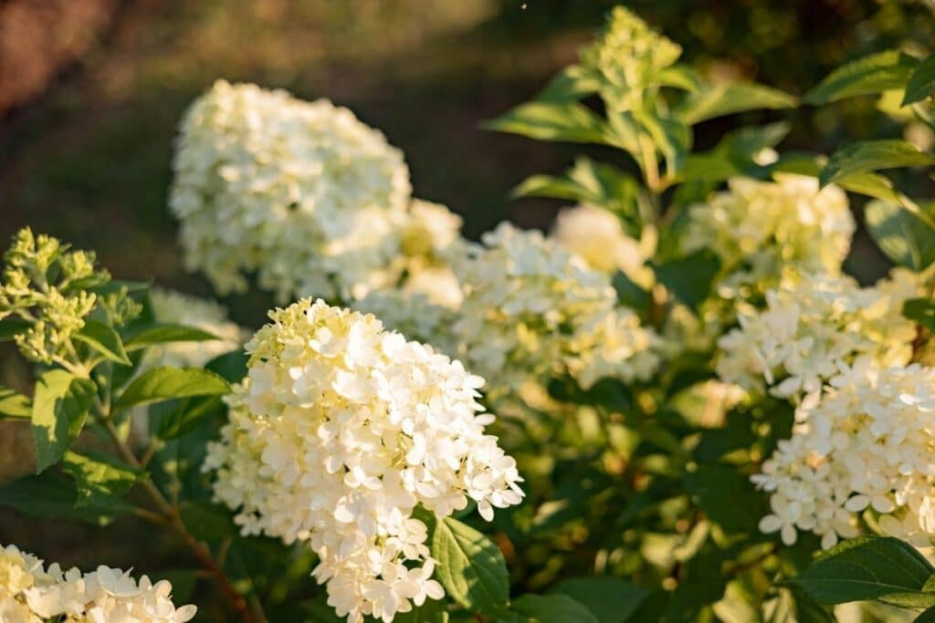 hydrangea paniculata tree