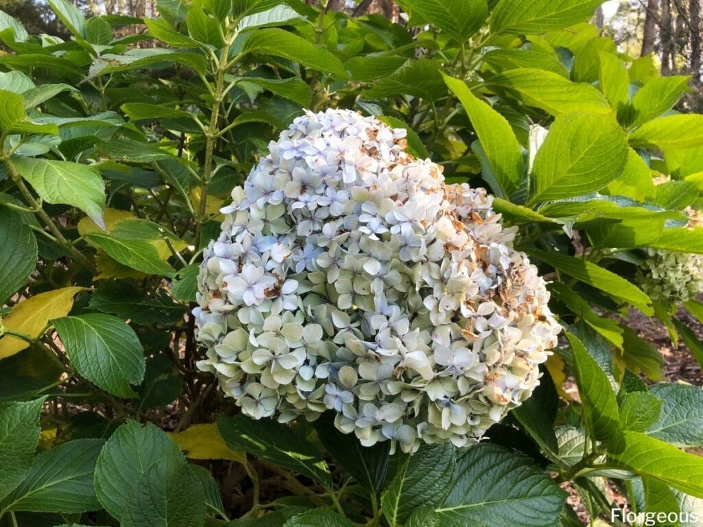 hydrangea plants