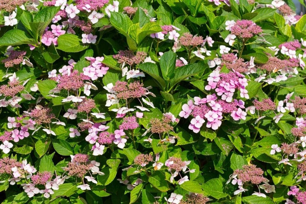 Image of Hydrangea serrata bonsai tree