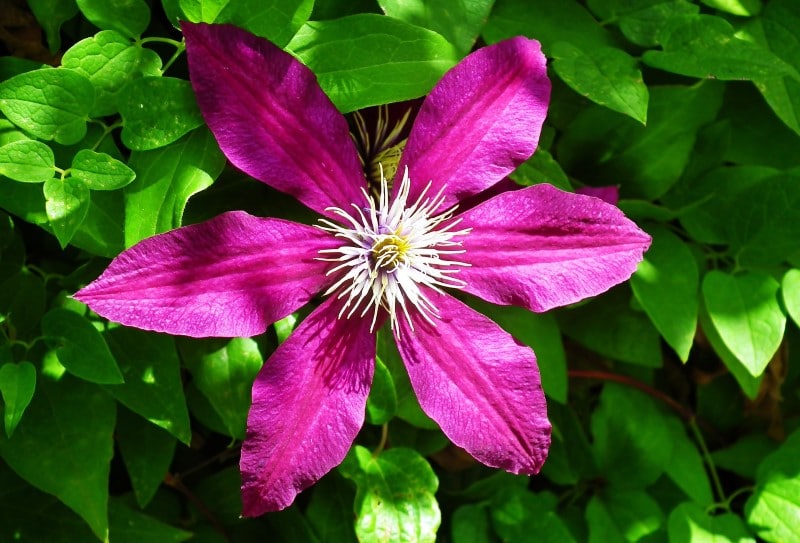 leather flower