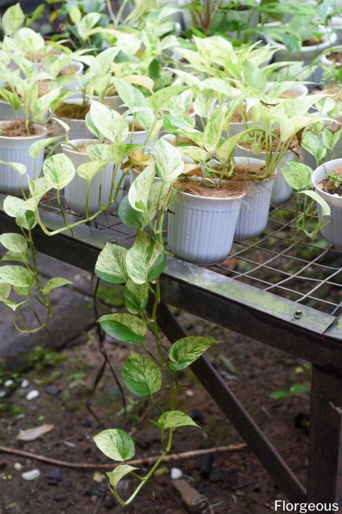 marble queen pothos