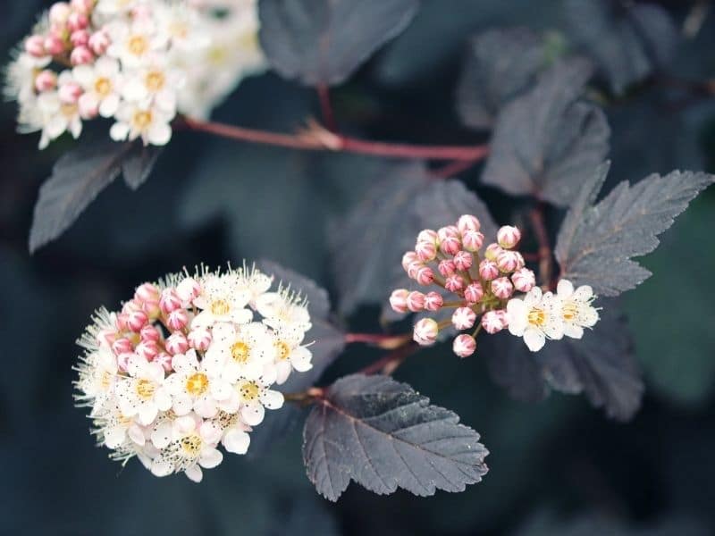 ninebark flowers