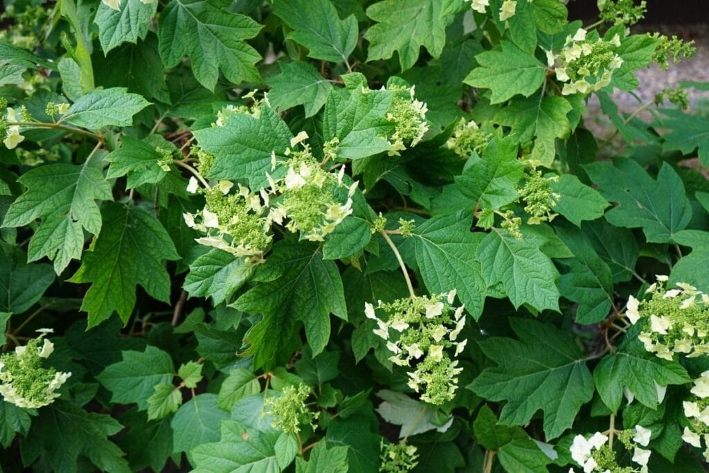 oakleaf hydrangea