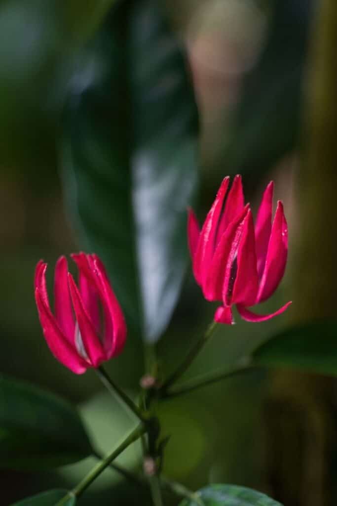 Pavonia multiflora