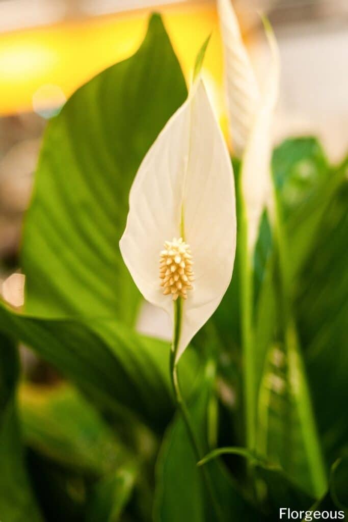 peace lily flowers