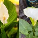 peace lily vs calla lily