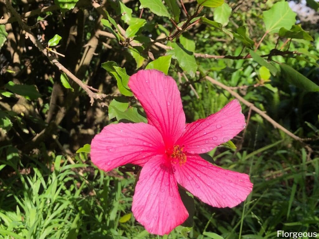 pink hibiscus