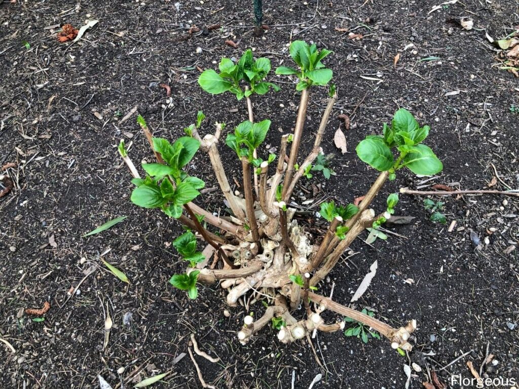 planting hydrangeas