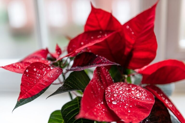 What to Do With Poinsettias After Christmas (Dont Throw Away!) | Florgeous