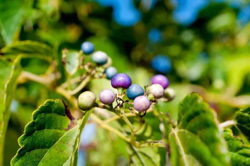 porcelain berry