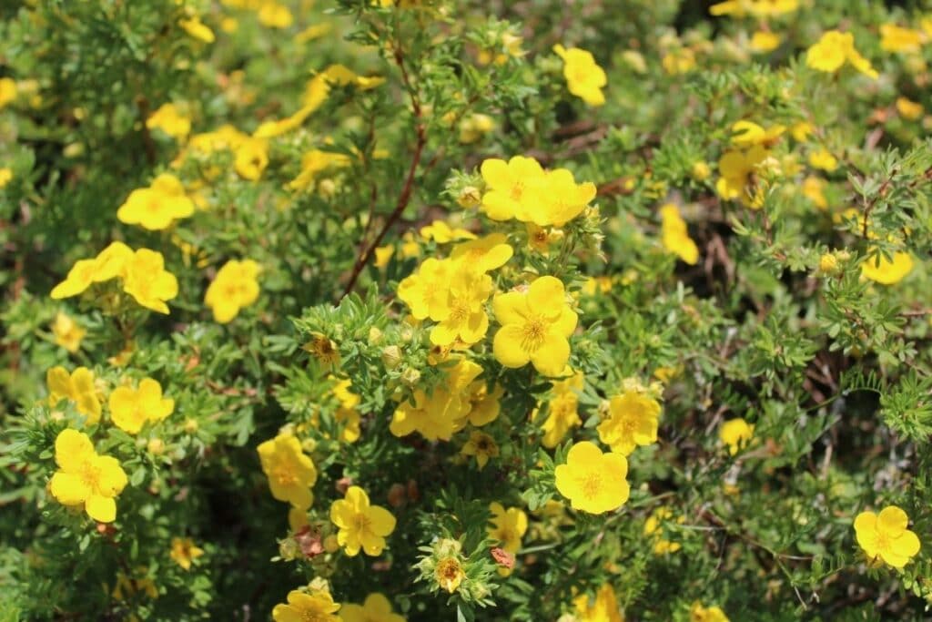 potentilla