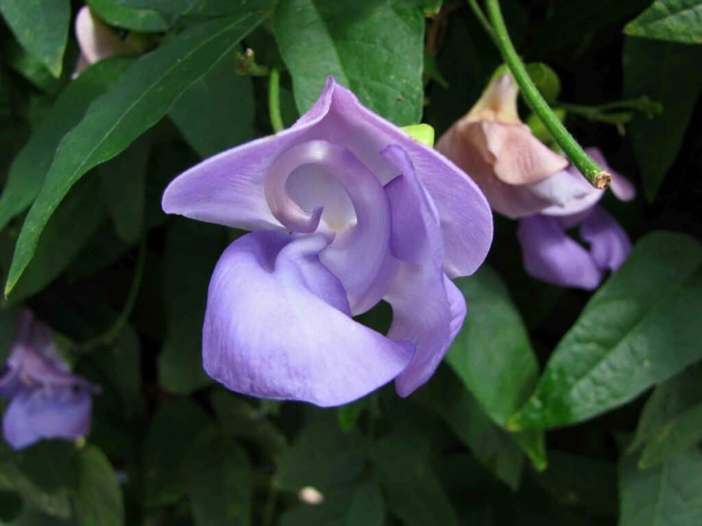 snail vine