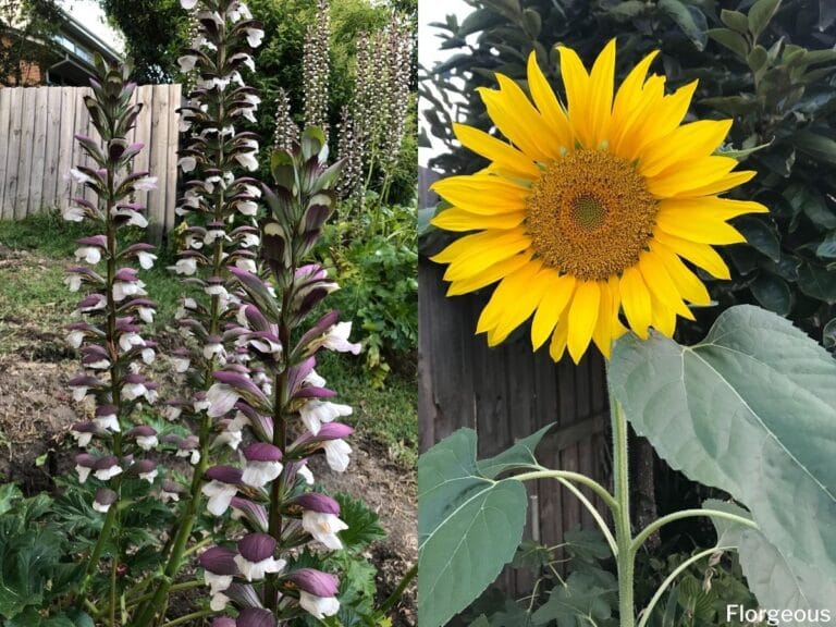 Top 9 Tall Perennial and Annual Flowers To Grow