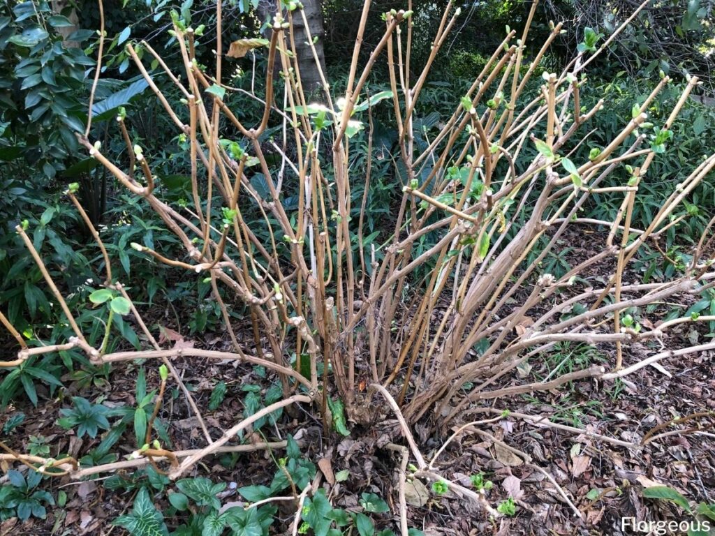 trimming hydrangeas