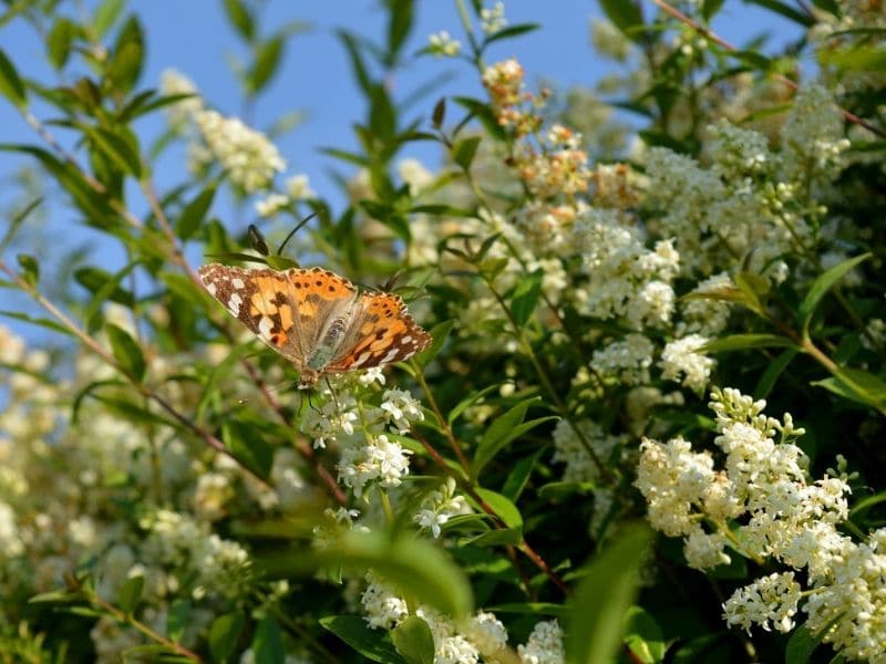 white ligustrum