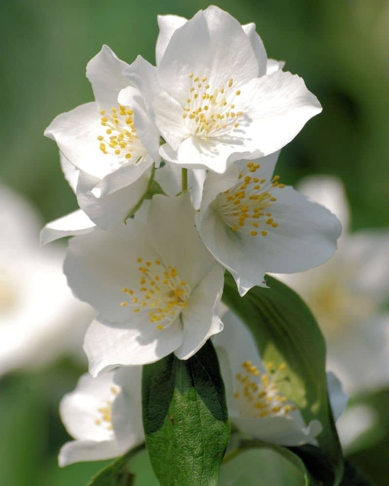 white mock orange