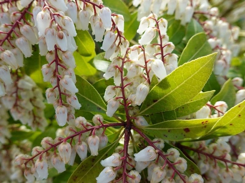 white pieris japonica