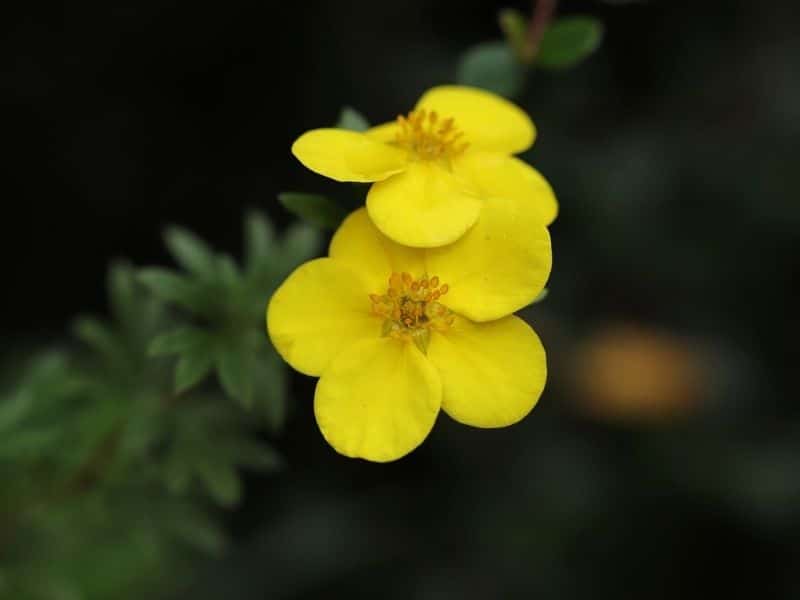 yellow potentilla