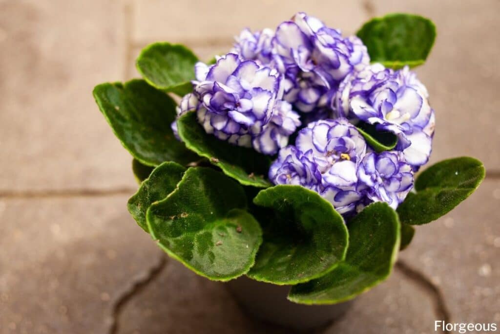 african violet flowers